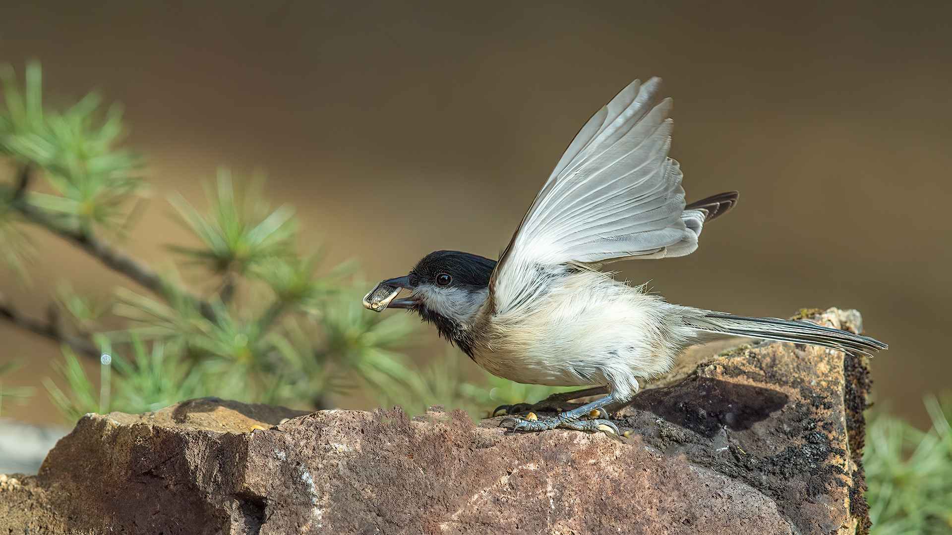 Sombre Tit